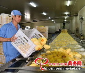 科技賦能產(chǎn)業(yè)升級(jí)，尤溪縣食用菌工廠化規(guī)?；l(fā)展駛?cè)肟燔嚨? />
</span>
<span id=